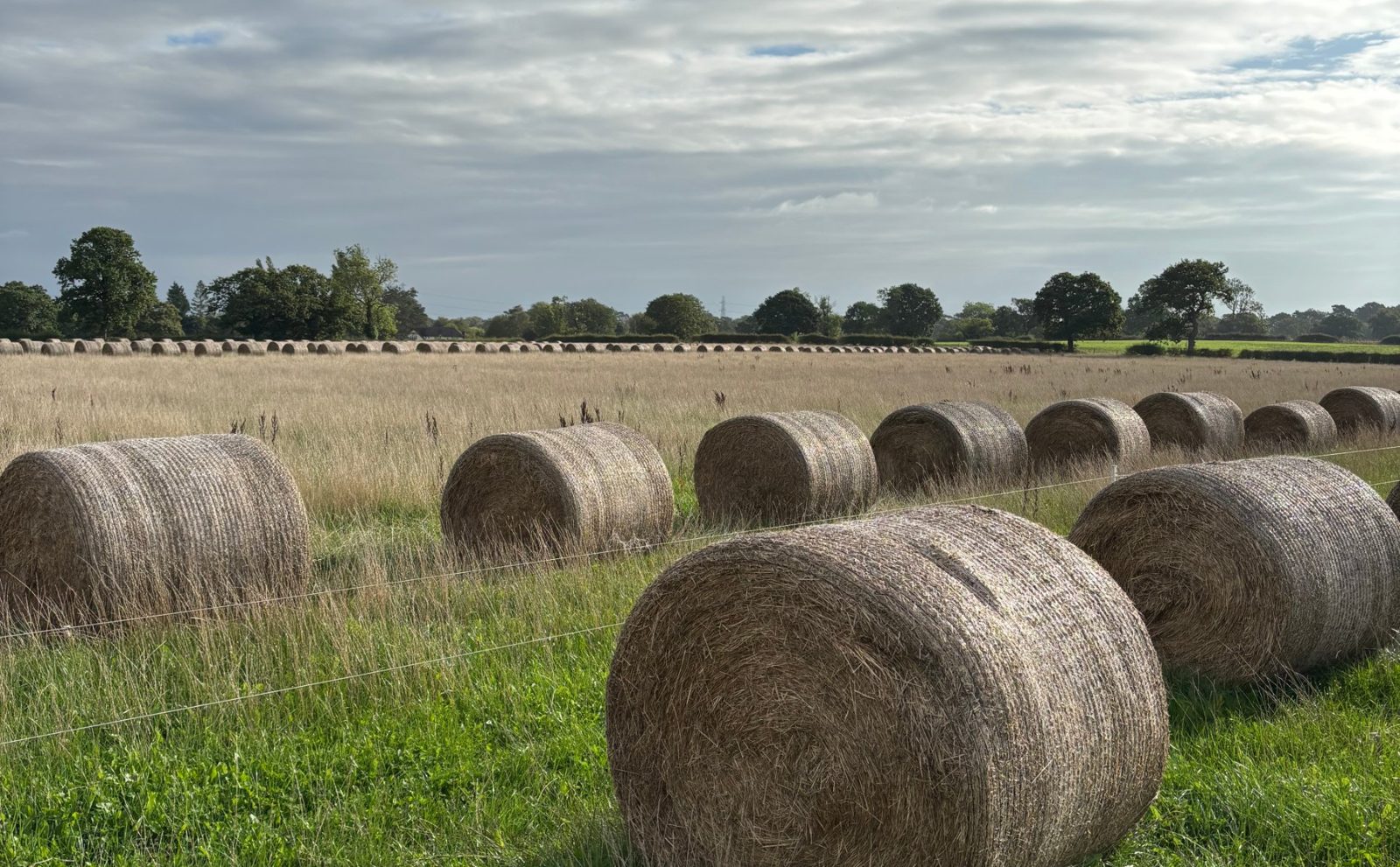 Round bales set out in a grass field behind an electric fence, ready to be fed to cattle strip by strip over winter