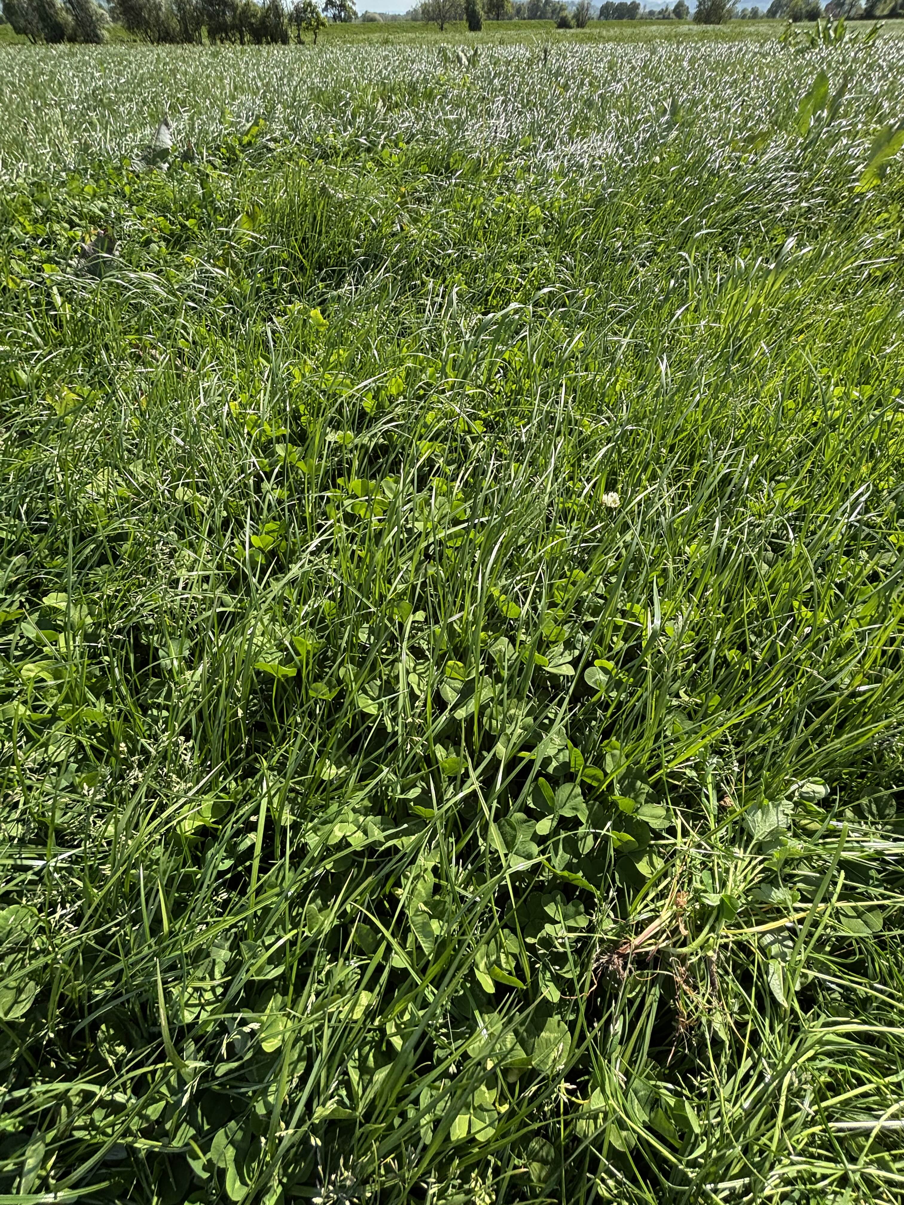 Close-up of a herbal ley sward of grass and clover