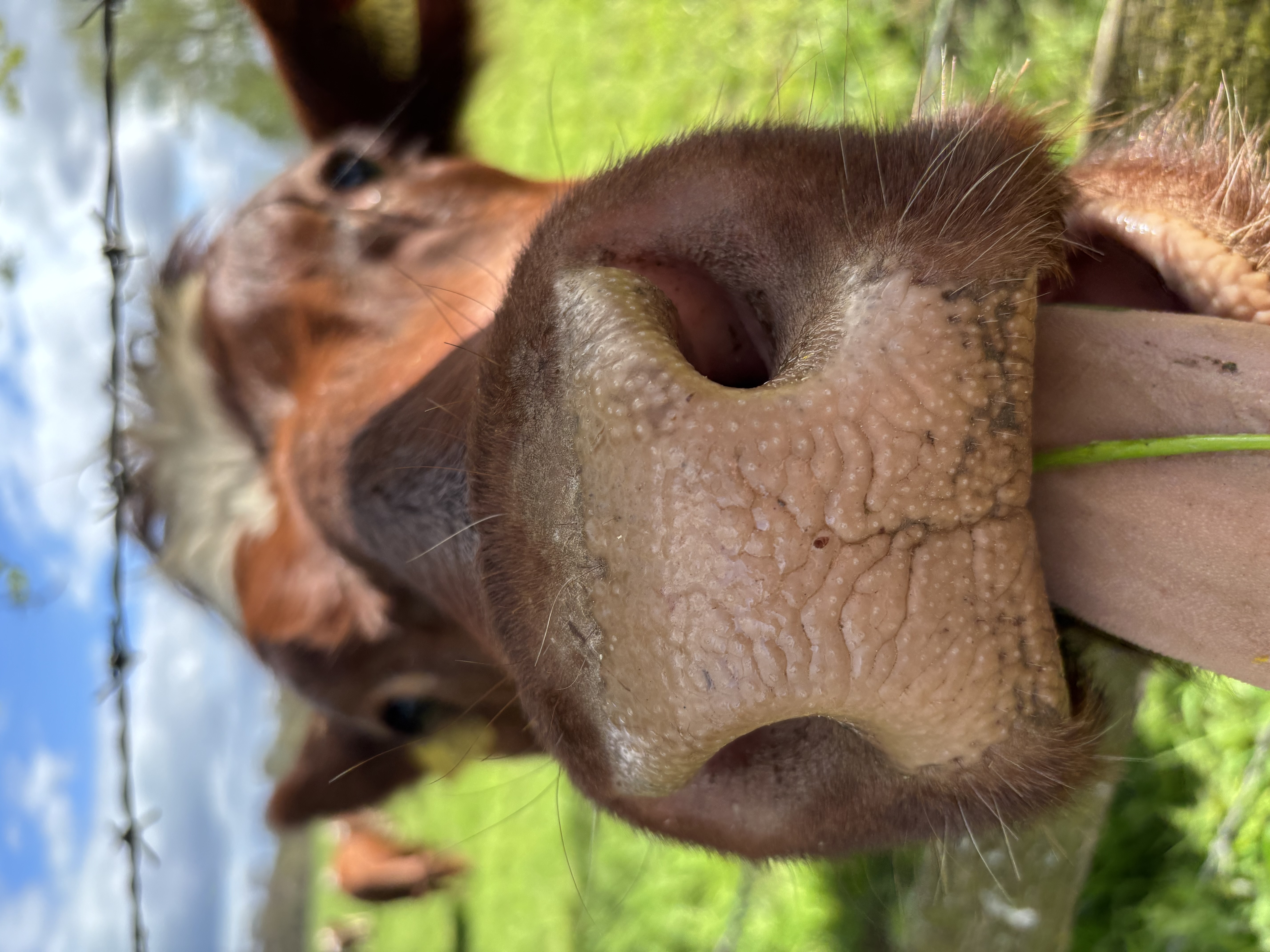 Close-up of a cow's nose in a pasture