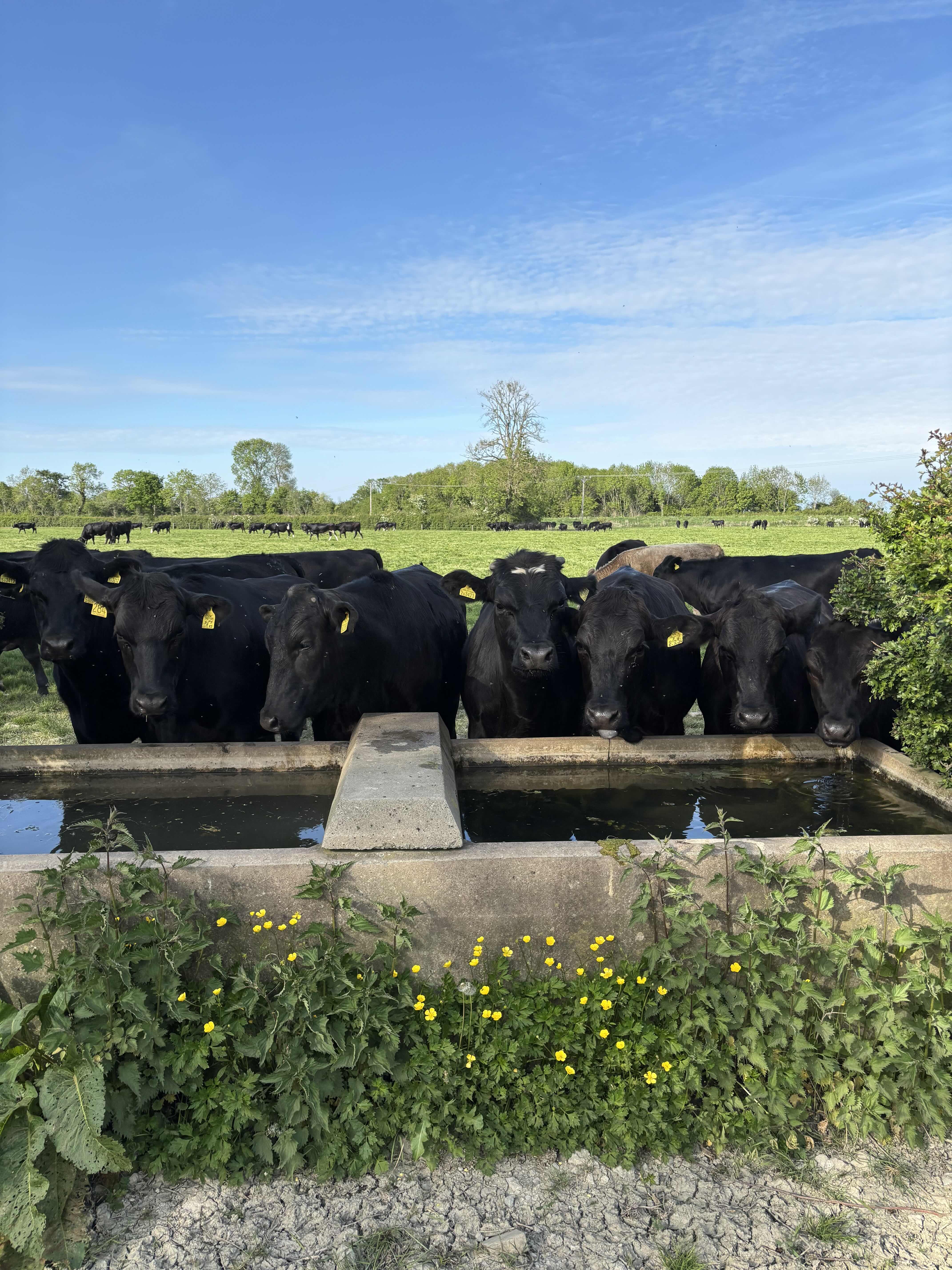 Cattle drinking at a trough in a grazed pasture