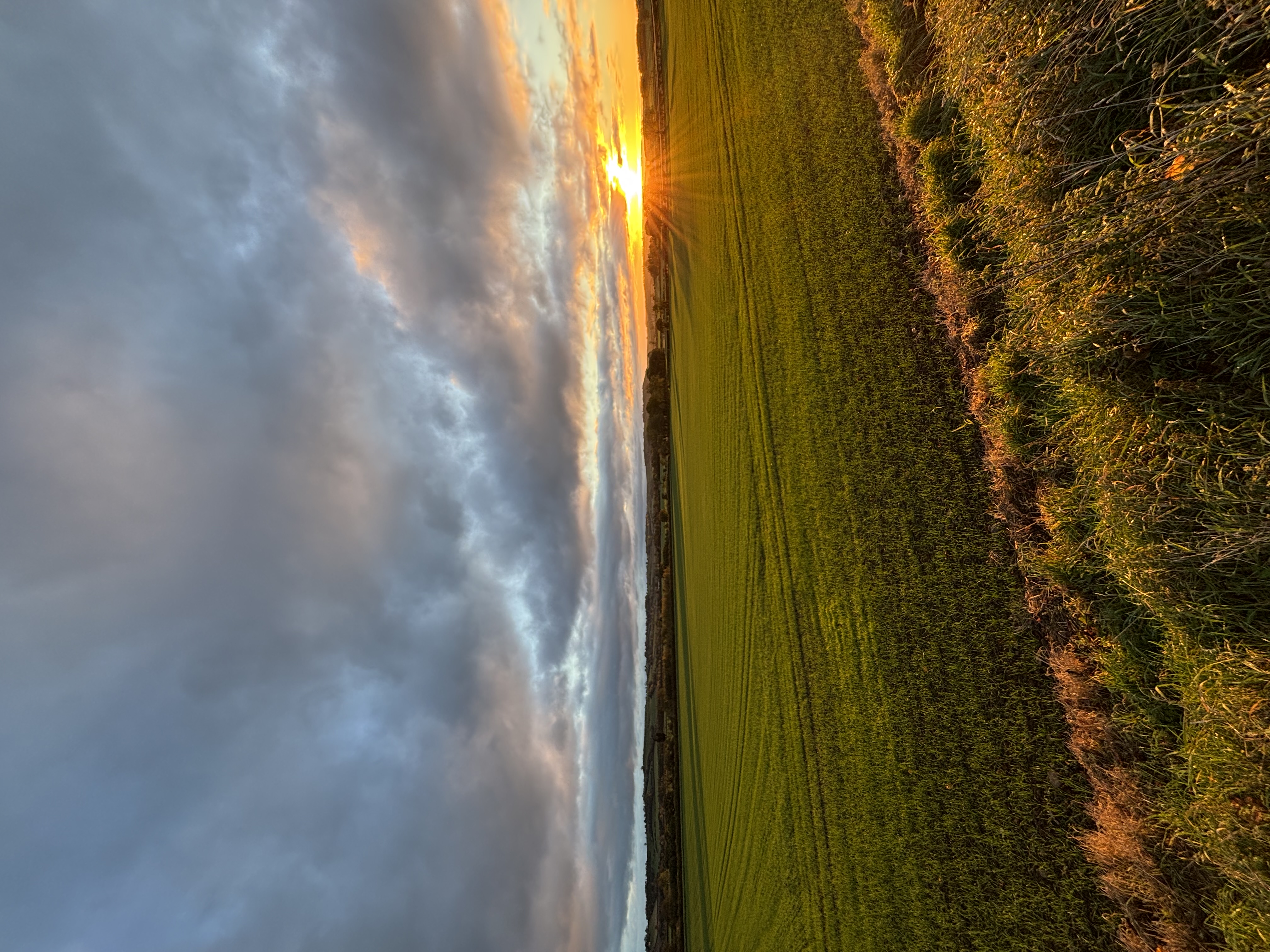 Sunset over a grazed pasture field