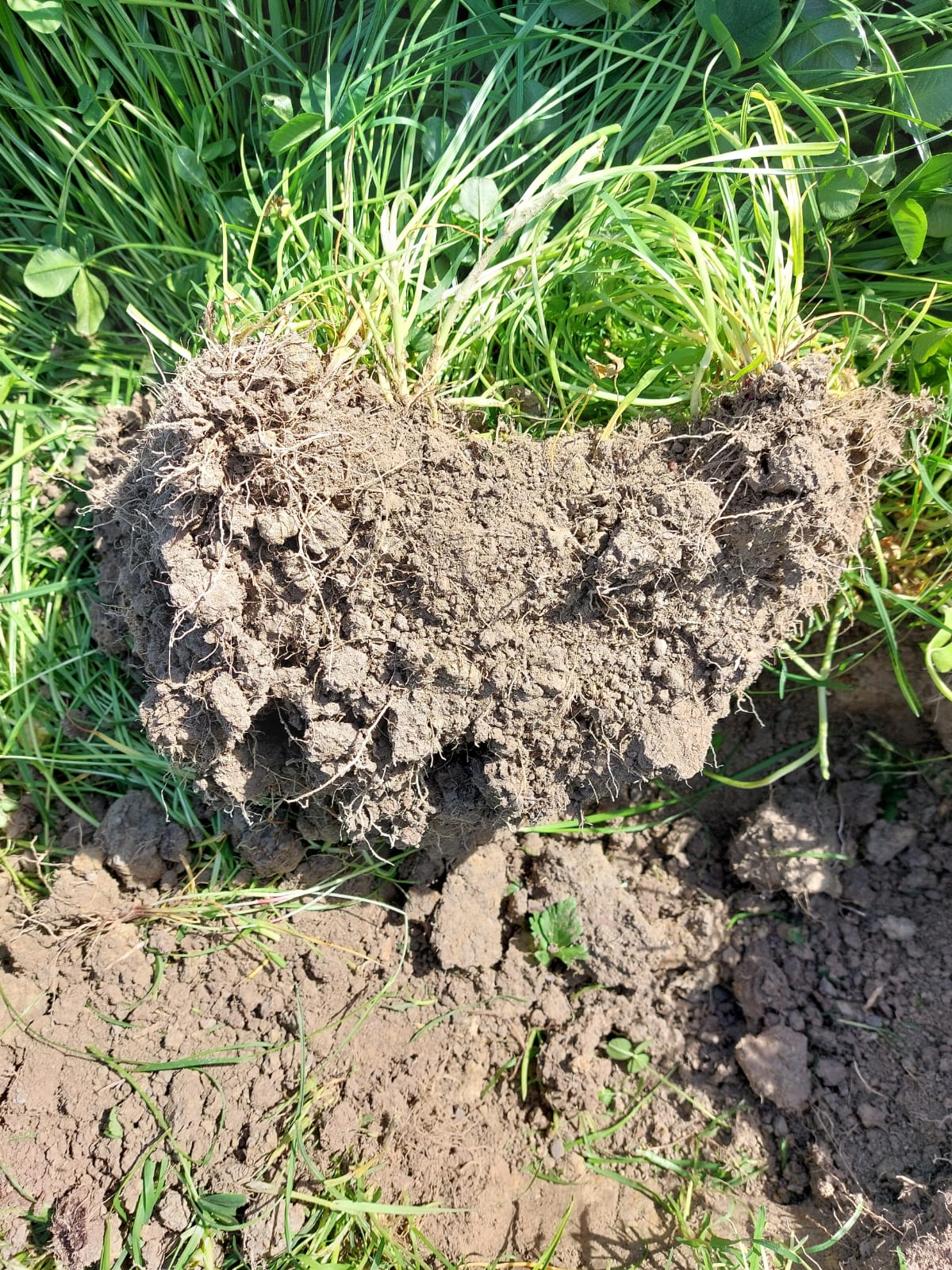 A block of soil showing root structure and clover growth