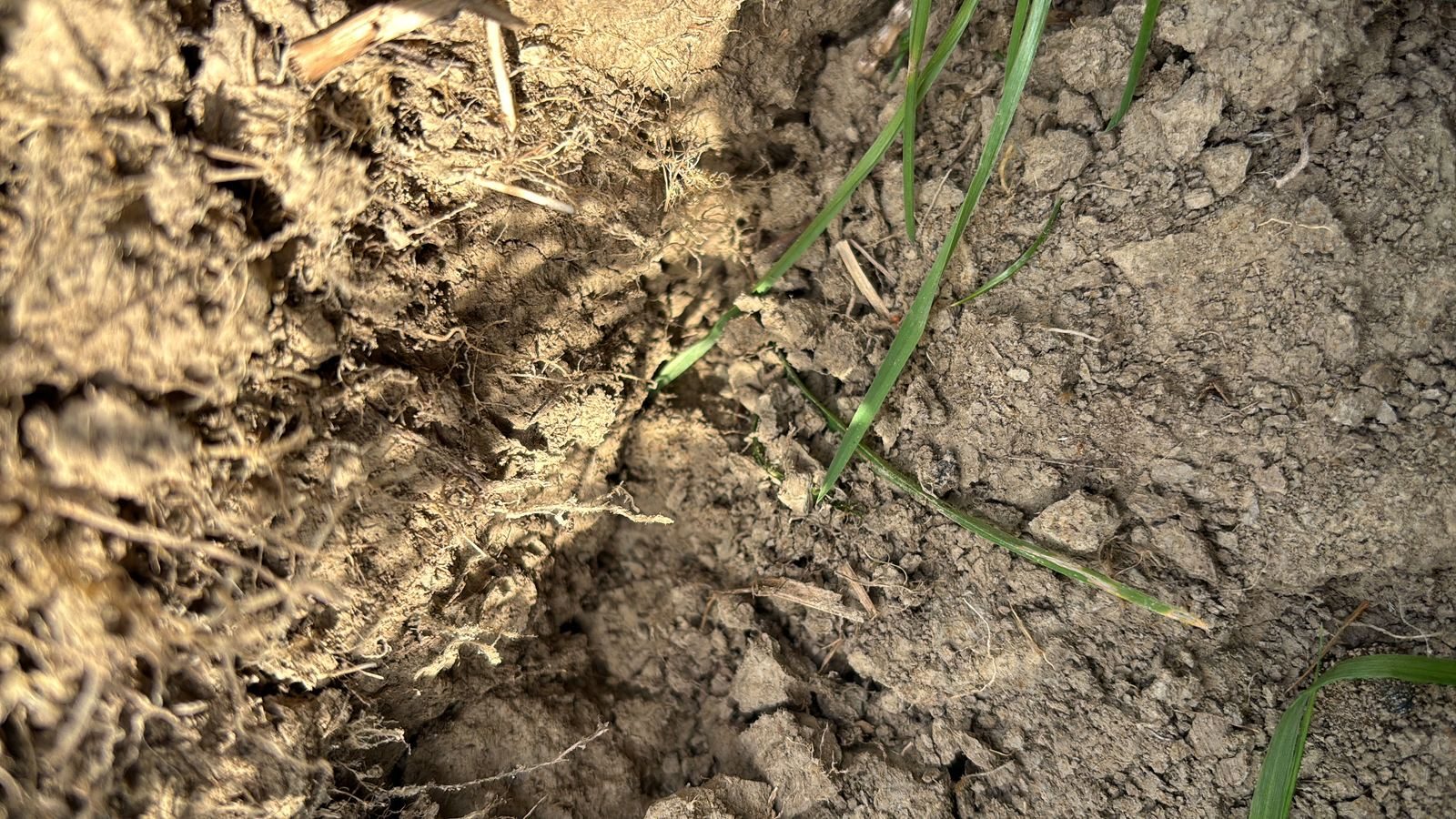 Close-up of the soil surface showing roots, residue and new grass shoots